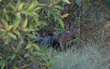 Mototaxista é encontrado estrangulado em barranco do ramal da estrada do Puraquequara