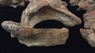 Cientistas anunciam descoberta de fóssil do maior dinossauro do Brasil