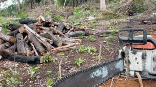 Forças Armadas atuarão em 26 municípios para coibir desmatamento