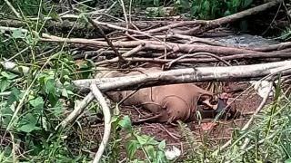 Corpo de homem é encontrado na Estrada do Turismo, na Zona Oeste de Manaus