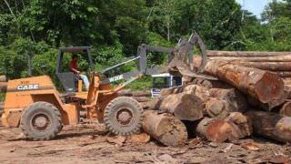 Amazônia perde 7.989 km² de floresta, maior desmatamento desde 2008