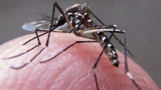 Doenças transmitidas por Aedes aegypti seguem com redução de casos