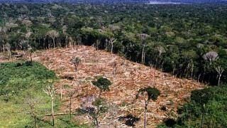 Amazonas lança programa de combate ao desmatamento na floresta amazônica