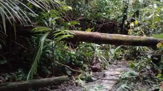 Homem é assassinado a golpes de machado em área verde na Zona Norte de Manaus