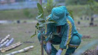 Prefeitura de Manaus abre programação do Dia da Árvore com plantio no Viver Melhor 3