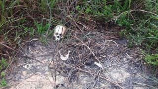 Ossada humana é encontrada em matagal na Zona Leste de Manaus