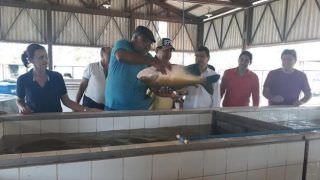 Balbina recebe investimentos na área da piscicultura que devem gerar empregos