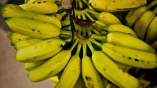 Banana tem queda de preço e recupera mercado no primeiro semestre