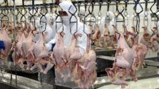 Produção de carne de frango deve cair em 2016, diz associação