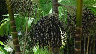 Açaí teve maior valor de produção na extração vegetal em 2016, diz pesquisa