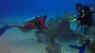 Ilha na Colômbia cria projeto para incentivar preservação de corais