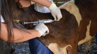 Segunda etapa da vacinação contra aftosa começa dia 1° de novembro em 21 municípios