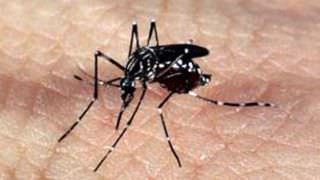 Ministério lança campanha de combate ao mosquito da dengue