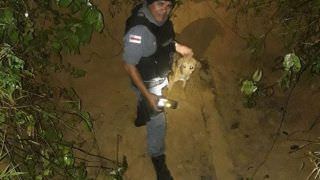 Policiais militares resgatam cachorro após ficar preso dentro de fossa, na AM-070