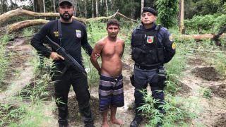 Homem é preso em plantação com 800 pés de maconha, em Urucurituba