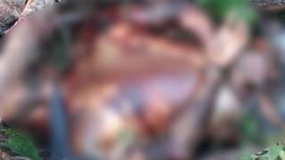 Corpo de homem com sinais de tortura é achado amarrado em ramal, na Zona Leste de Manaus