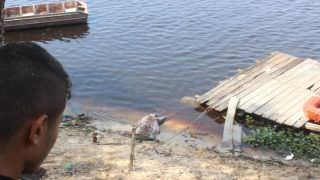 Adolescente é encontrado morto no ‘Lago do Aleixo’, na Zona Leste de Manaus