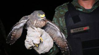 Batalhão Ambiental e Ibama devolvem doze animais silvestres à natureza