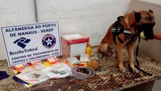 Com ajuda de cão Odin, Receita Federal apreende drogas dentro de envelopes