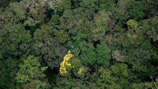 Amazonas tem redução no número de focos de queimadas