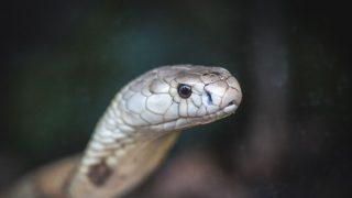 PF faz operação no Amapá contra tráfico internacional de animais