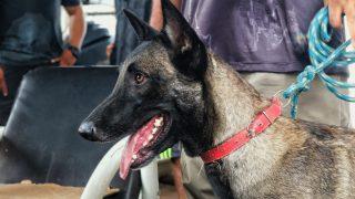 Cães policiais recebem treinamento para aprimorar buscas