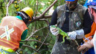 Prosamim realiza resgate de fauna silvestre no igarapé do 40