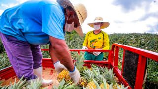 Governo do AM injeta mais de R$ 2,5 milhões na compra de alimentos