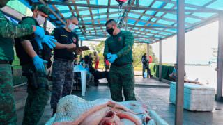 PMs da Base Arpão apreendem mais de meia tonelada de pirarucu ilegal