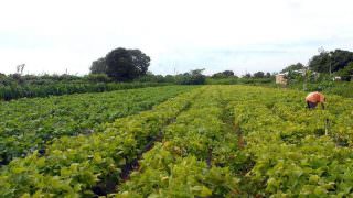 Agricultores familiares do Amazonas são incluídos no Garantia-Safra