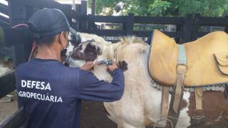 Adaf imuniza animais contra raiva no Careiro Castanho