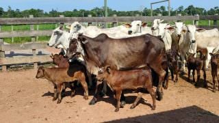 Idam realiza dia do campo voltado para Criação de Bovinos em Itacoatiara