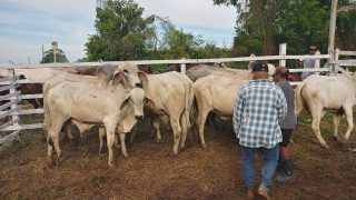 Adaf atua na fiscalização da Feira de Exposição Agropecuária de Parintins