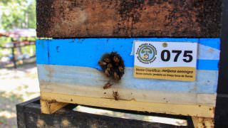 Idam investe na criação de abelhas sem ferrão e realiza capacitação