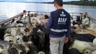 Adaf reduz burocracia no trânsito de animais para abate
