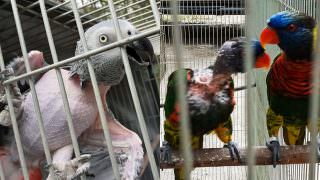 PF apreende animais silvestres que sofriam maus-tratos no Rio