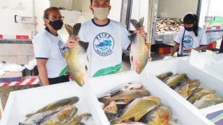 Feirão do pescado manejado terá pirarucu e tambaqui a preços populares