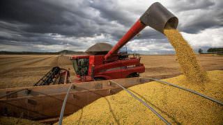 Safra de grãos 2021/2022 tem expectativa recorde, diz ministra