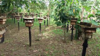 Nova resolução fortalece cadeia produtiva do mel no Amazonas