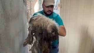 Cachorro com corte profundo na cabeça é resgatado em Manaus