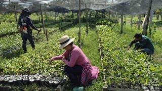 Idam entrega mudas de açaí e banana aos produtores de Parintins