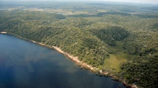 Desmatamento no Amazonas registra queda 29% em 2024, segundo Inpe