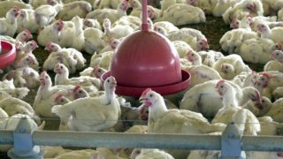 Japão suspende importação de carne de aves de Mato Grosso do Sul