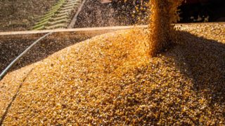 Com queda na produtividade média, safra de grãos deve ser menor