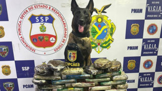 SSP-AM apreende 30 quilos de drogas com auxílio de cadela policial, em Coari