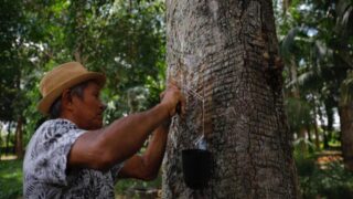 Governo realiza o pagamento das subvenções para agricultores no Amazonas