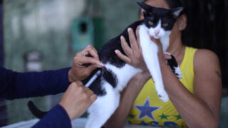 Mais de 262 mil animais foram vacinados contra raiva em Manaus