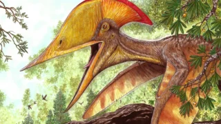 Pesquisadores brasileiros e chineses anunciam espécie de pterossauro