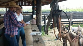 Adaf torna obrigatória vacinação contra raiva dos herbívoros em Urucará e Urucurituba