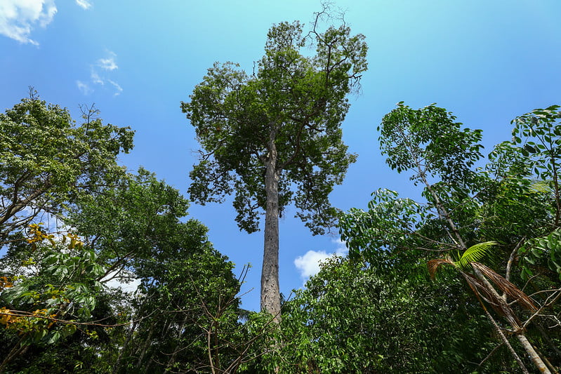 AM fecha 2023 com redução de 65% nos alertas de desmatamento e 7,6% nos focos de calor